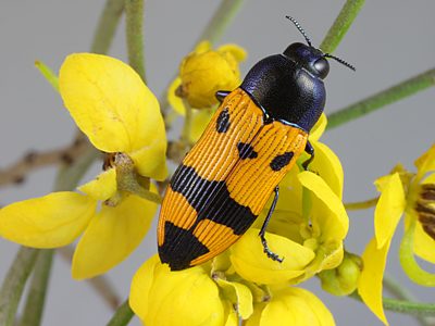 Castiarina propinqua, PL3046A, female, on Senna artemisioides ssp. petiolaris, MU